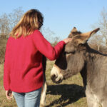 Une personne vêtue d'un pull rouge Pull Mousse col boule taille unique en kid-mohair et soie naturelle caressant affectueusement un âne lors d'une journée ensoleillée en plein air.